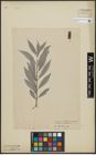 Foto von Salix alba L.